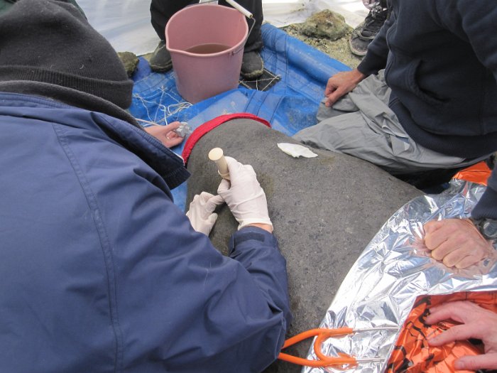 Manatees2010 (30)